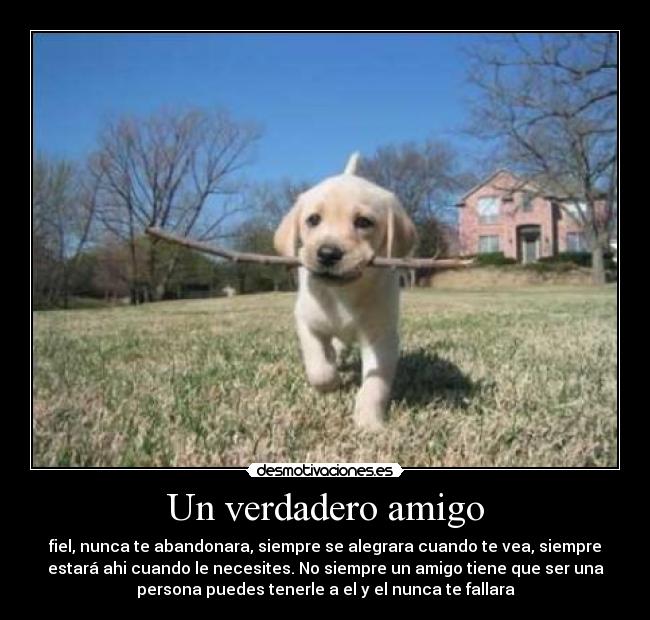Un verdadero amigo - fiel, nunca te abandonara, siempre se alegrara cuando te vea, siempre
estará ahi cuando le necesites. No siempre un amigo tiene que ser una
persona puedes tenerle a el y el nunca te fallara