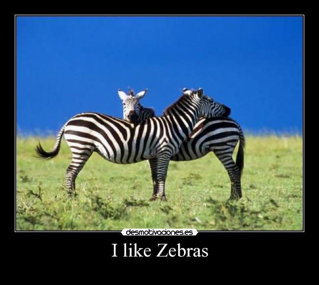 I like Zebras -
