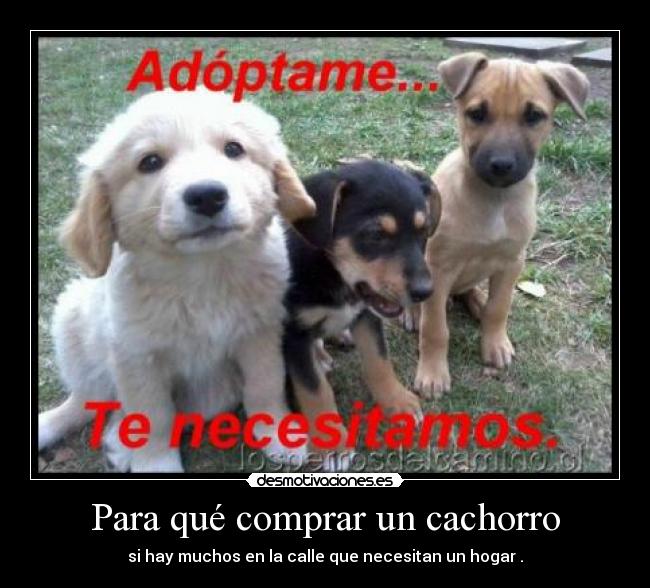 Para qué comprar un cachorro - 
