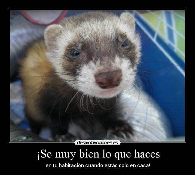 ¡Se muy bien lo que haces -