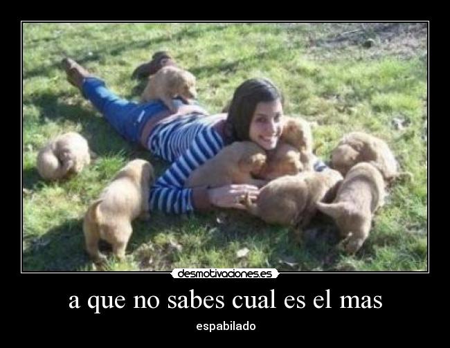 a que no sabes cual es el mas - espabilado