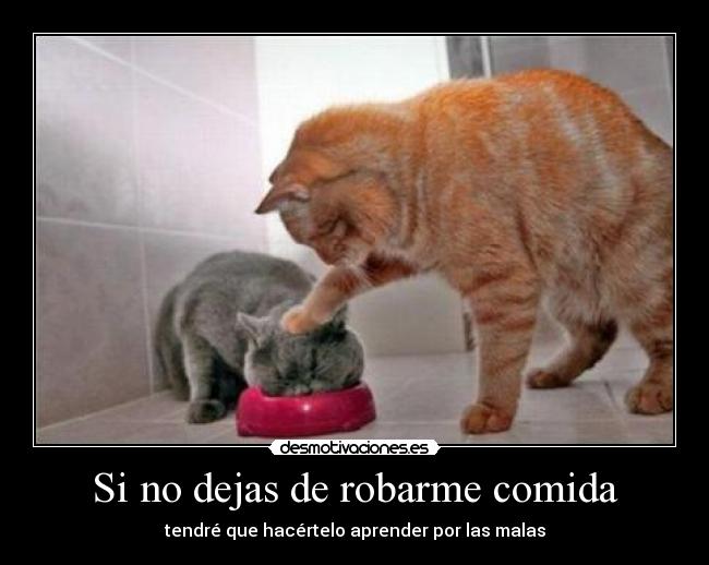 Si no dejas de robarme comida - tendré que hacértelo aprender por las malas