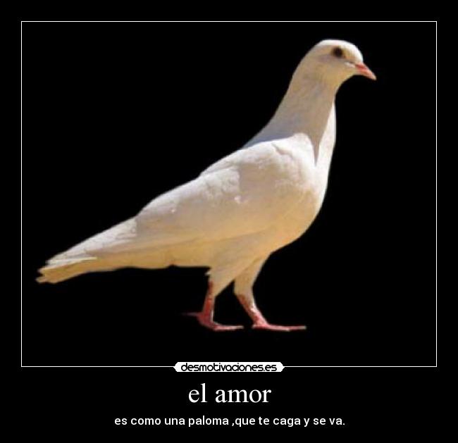el amor -