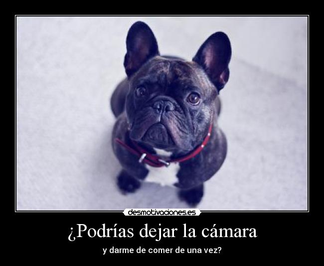 ¿Podrías dejar la cámara - y darme de comer de una vez?
