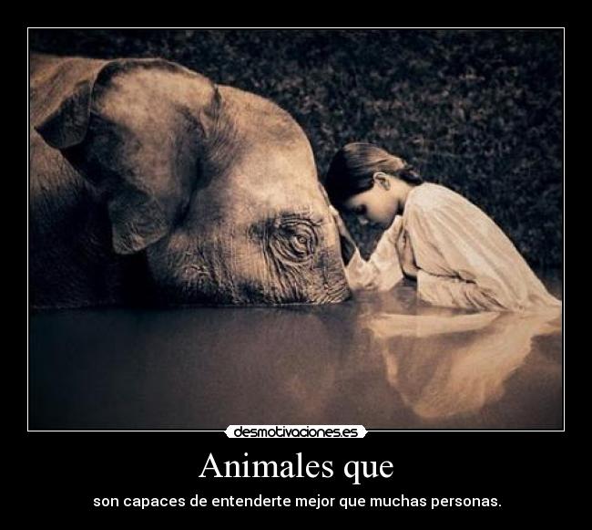 Animales que - 
