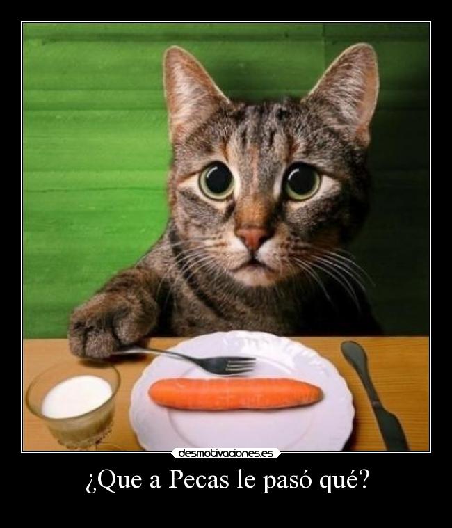 carteles siguen los gatos ugn2010 desmotivaciones