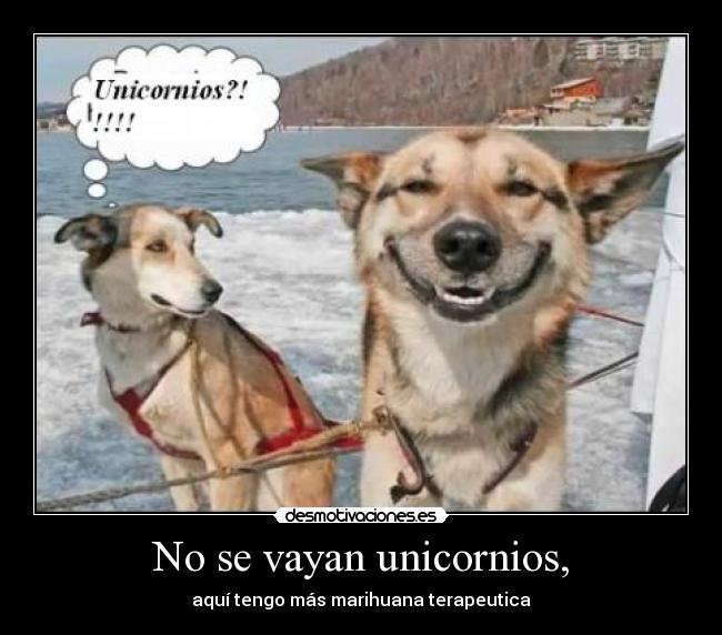 No se vayan unicornios, - 