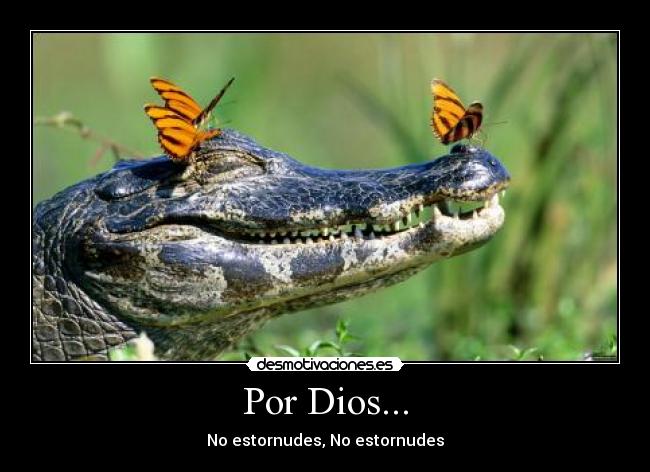 carteles dios cocodrilos desmotivaciones