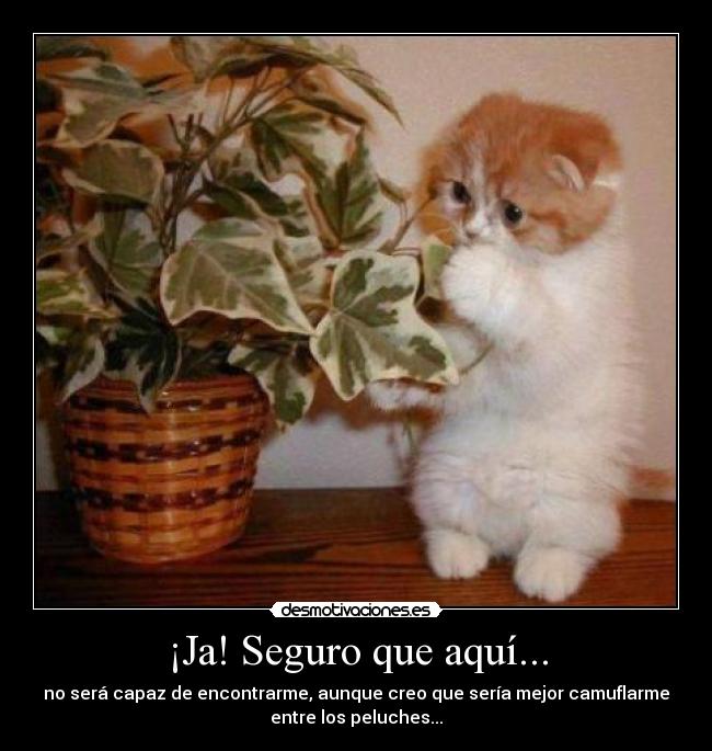 ¡Ja! Seguro que aquí... - 