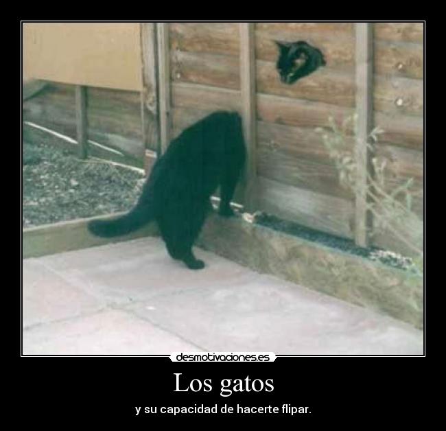 Los gatos -