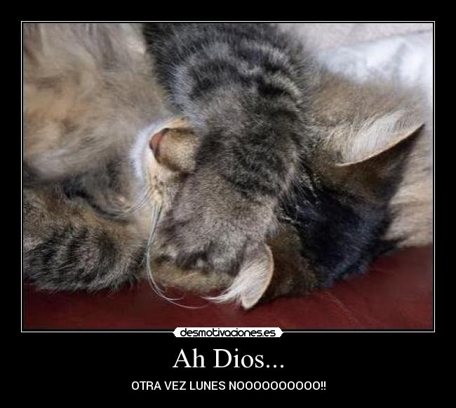 carteles dios gato desmotivaciones