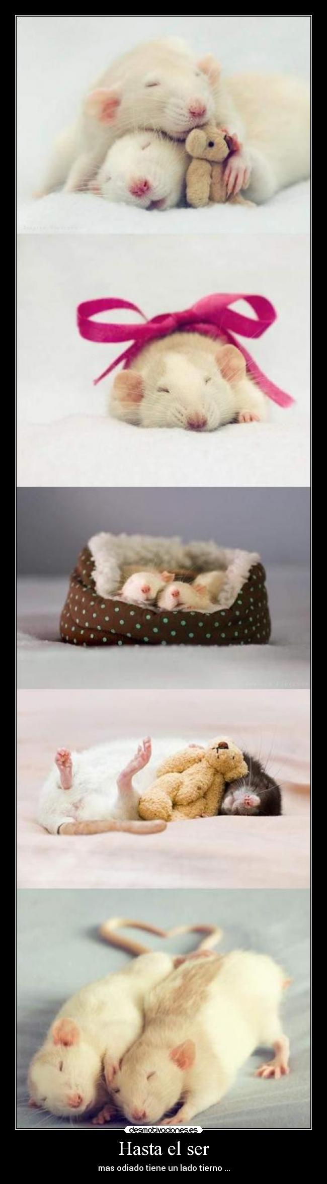 Hasta el ser - mas odiado tiene un lado tierno ...