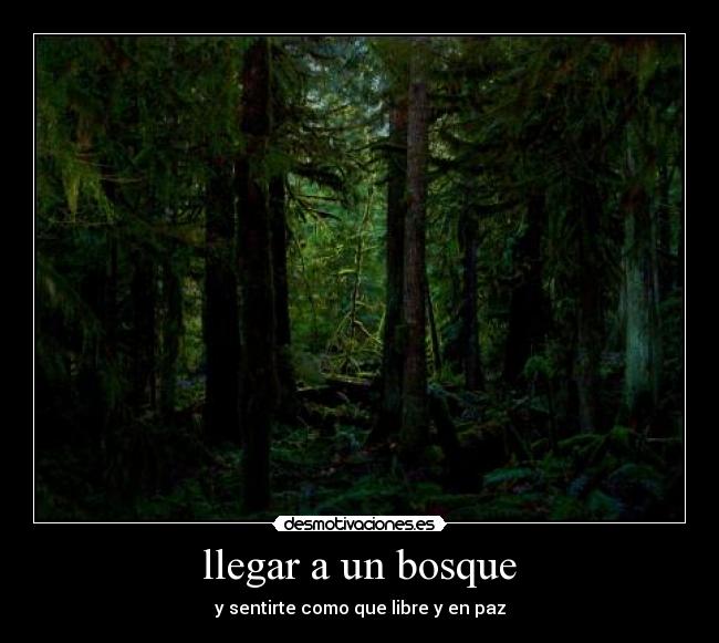 llegar a un bosque -