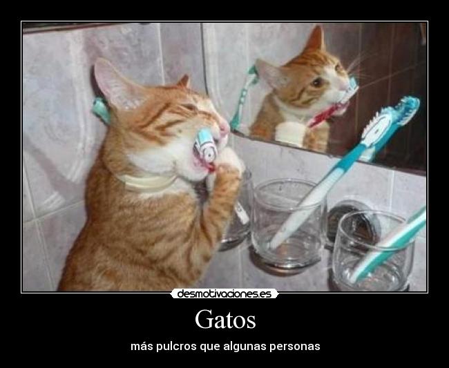 Gatos - 