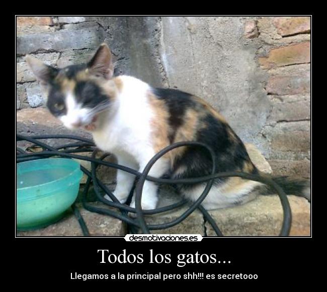 carteles gatos gatosprincipal desmotivaciones