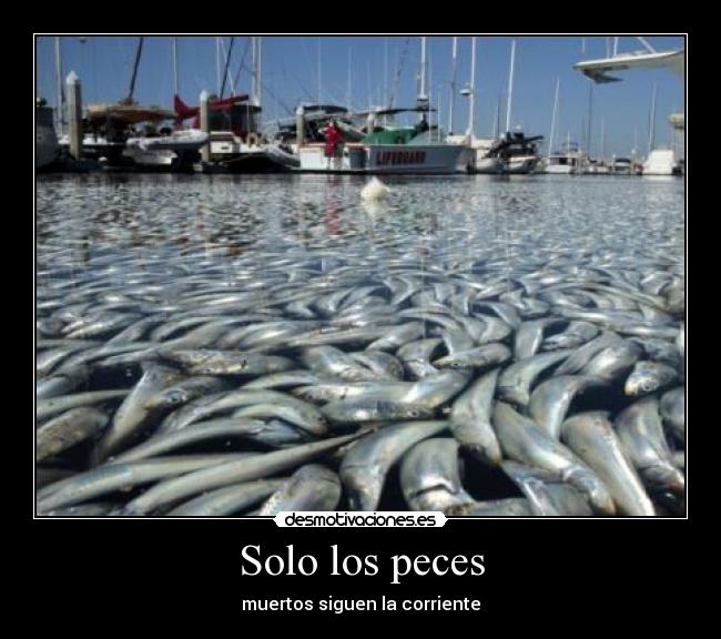 Solo los peces - 