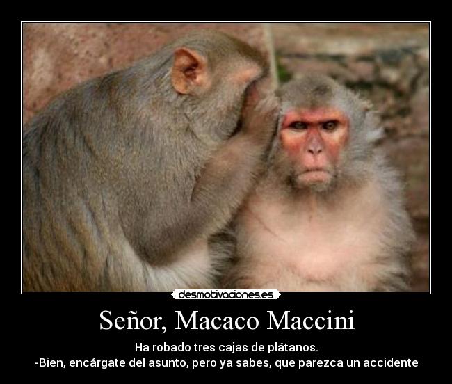 Señor, Macaco Maccini - Ha robado tres cajas de plátanos.
-Bien, encárgate del asunto, pero ya sabes, que parezca un accidente