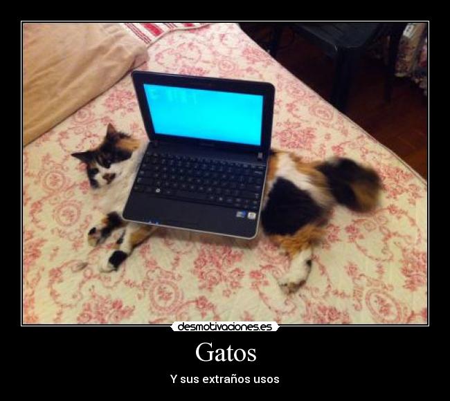 Gatos -