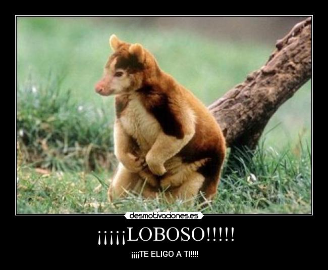 ¡¡¡¡¡LOBOSO!!!!! - ¡¡¡¡TE ELIGO A TI!!!!