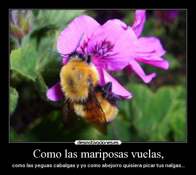 Como las mariposas vuelas, - como las yeguas cabalgas y yo como abejorro quisiera picar tus nalgas...