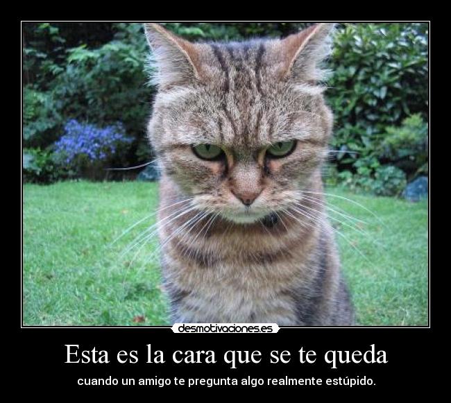Esta es la cara que se te queda - cuando un amigo te pregunta algo realmente estúpido.