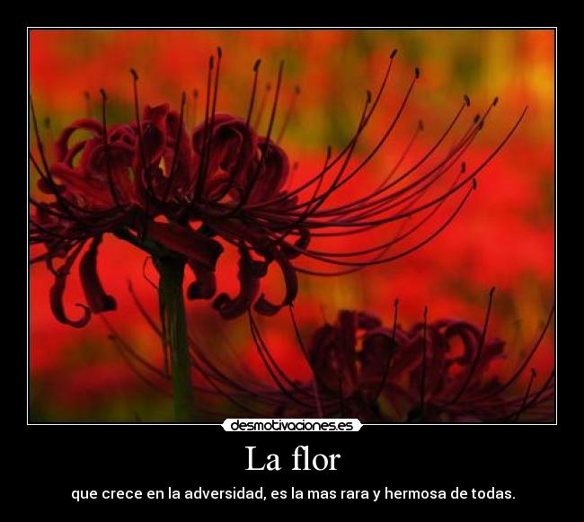 carteles ippen shinde miru desmotivaciones