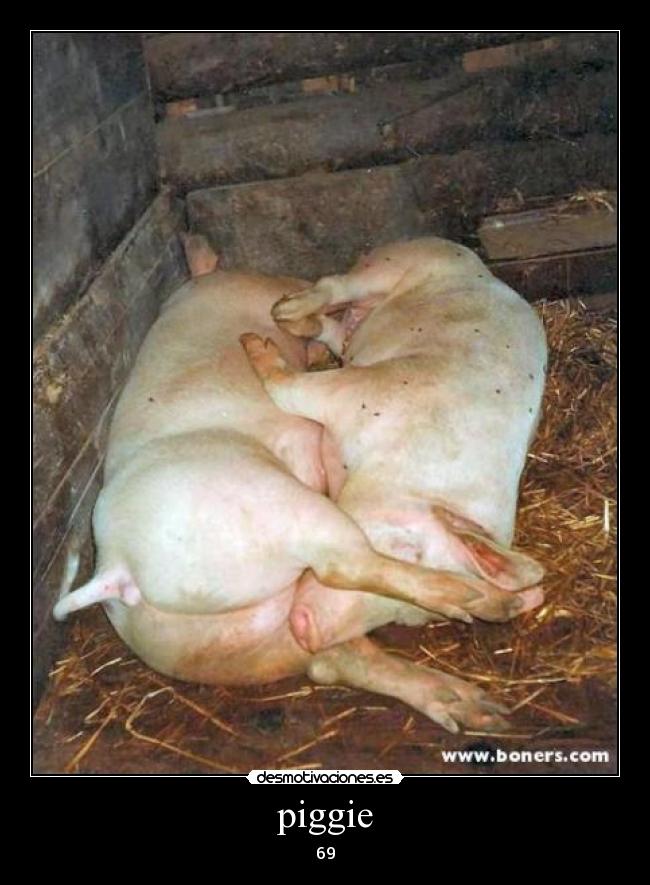 piggie - 69
