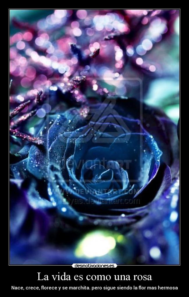 La vida es como una rosa -
