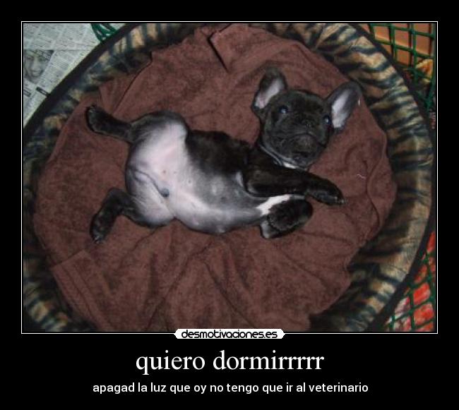 quiero dormirrrrr - apagad la luz que oy no tengo que ir al veterinario