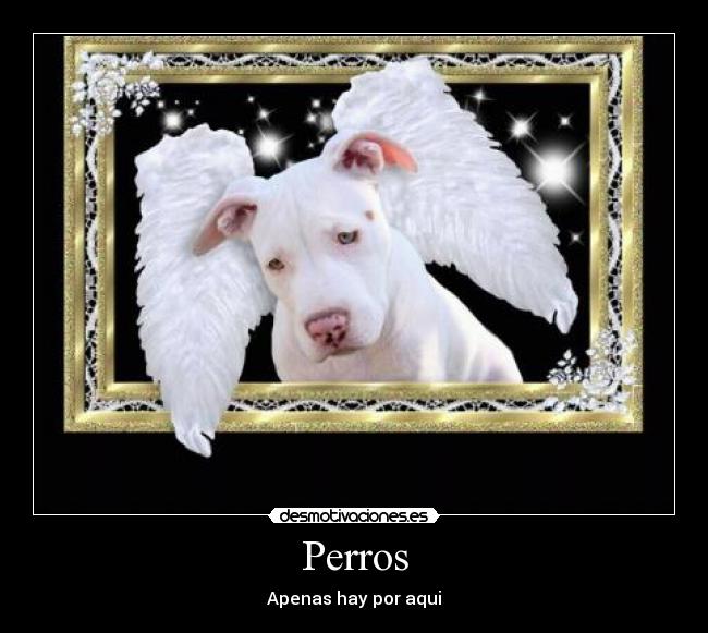 Perros - Apenas hay por aqui