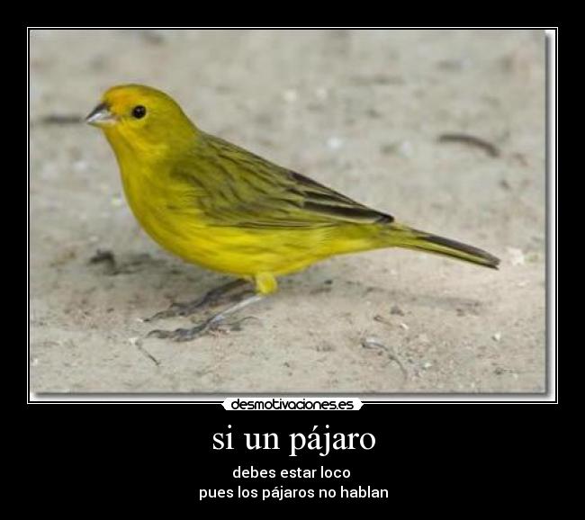 si un pájaro -
