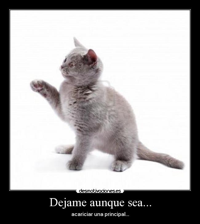 Dejame aunque sea... - acariciar una principal...