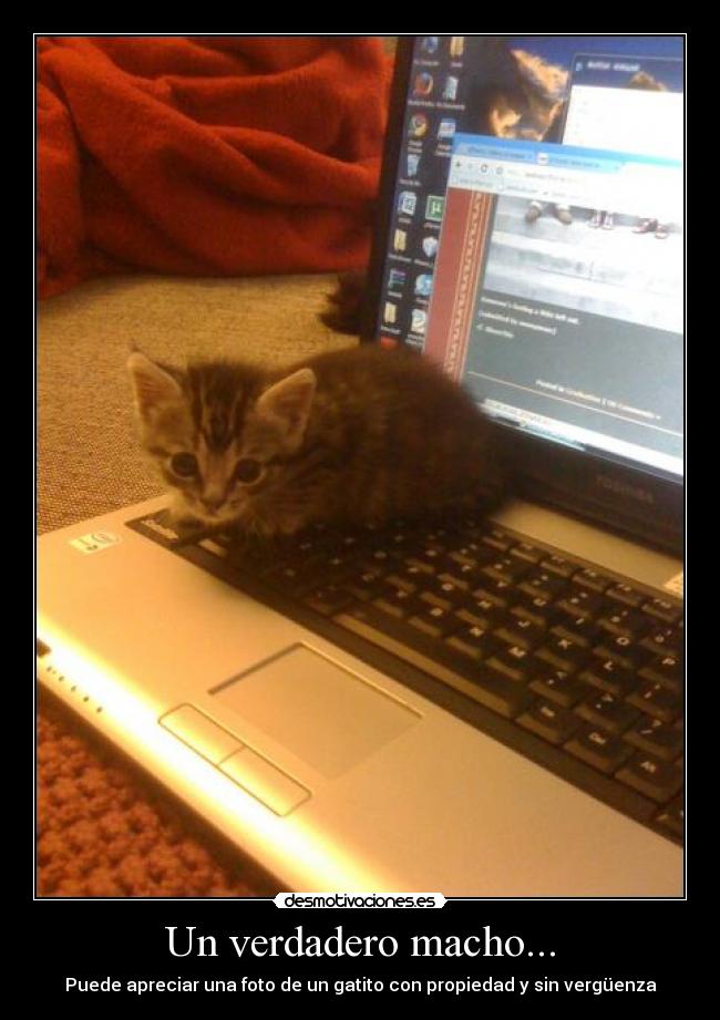 Un verdadero macho... - Puede apreciar una foto de un gatito con propiedad y sin vergüenza