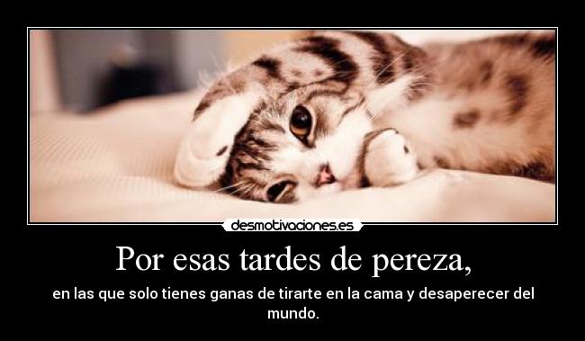 carteles nomiresaqui panoramicas gatito perezoso desmotivaciones