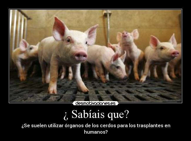 ¿ Sabíais que? - ¿Se suelen utilizar órganos de los cerdos para los trasplantes en humanos?