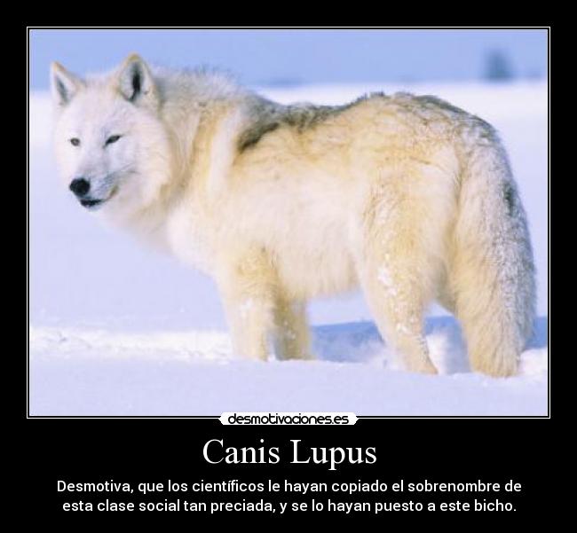 Canis Lupus -