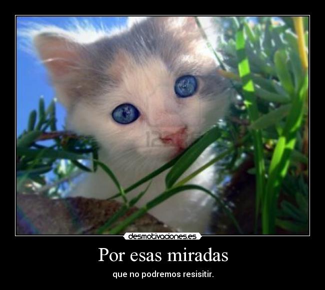 carteles miradas irresisitibles desmotivaciones