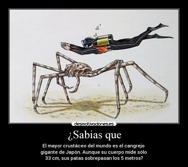 ¿Sabias que - 