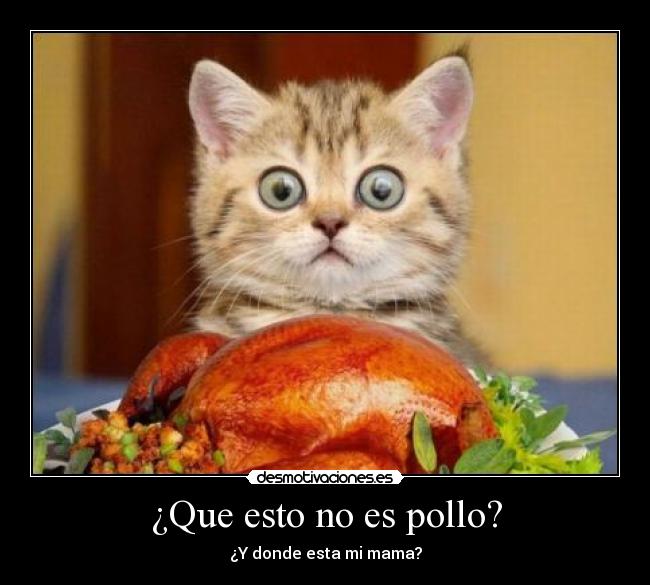 ¿Que esto no es pollo? -