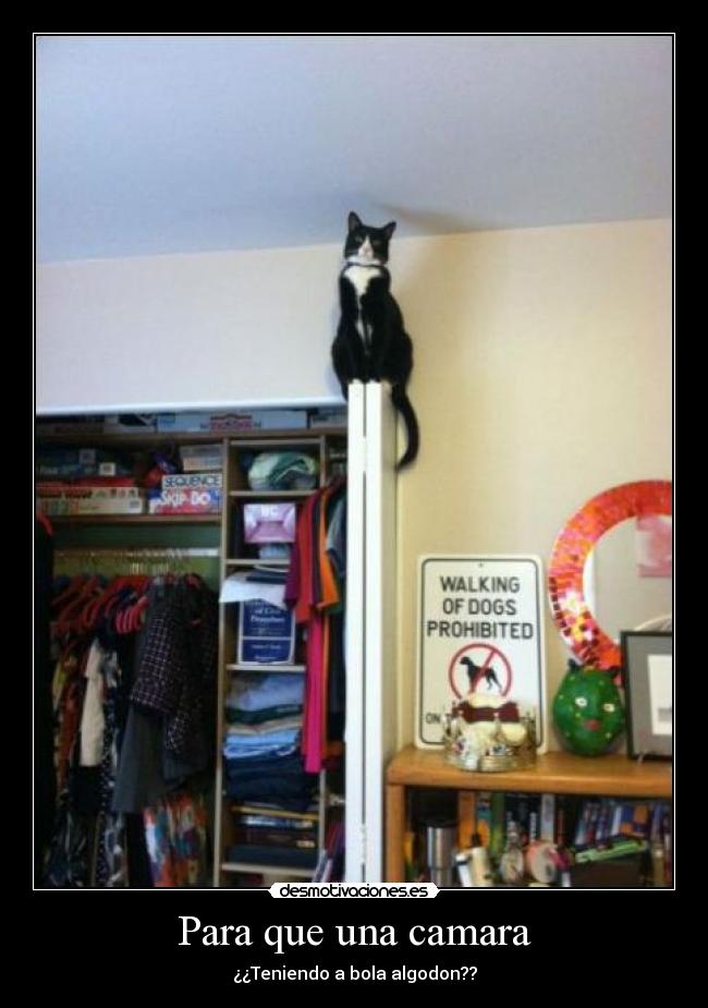 Para que una camara - ¿¿Teniendo a bola algodon??
