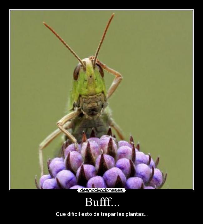 Bufff... - 
