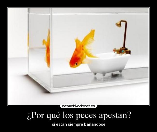 ¿Por qué los peces apestan? -