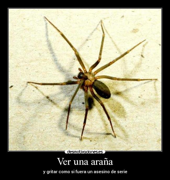 carteles arana desmotivaciones