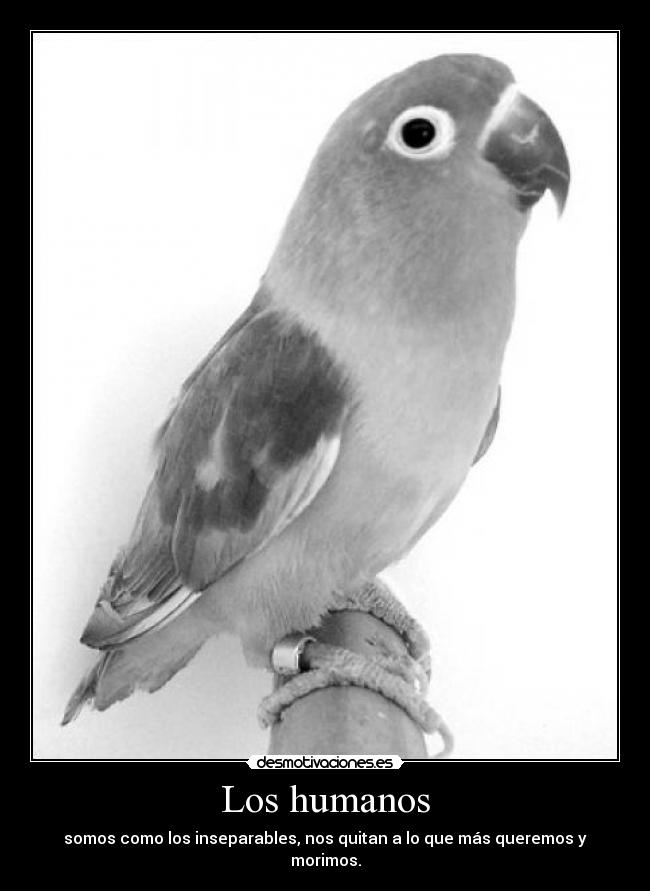 Los humanos - somos como los inseparables, nos quitan a lo que más queremos y morimos.