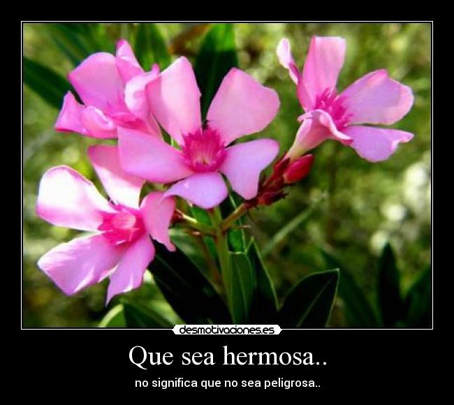 Que sea hermosa.. - no significa que no sea peligrosa..