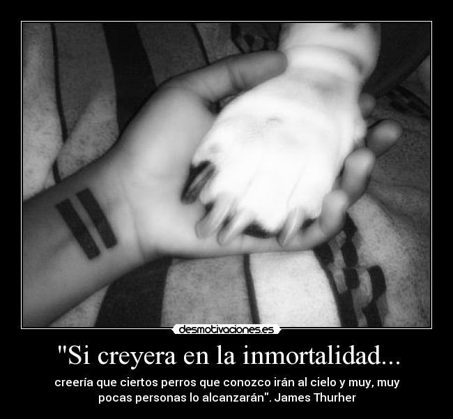 Si creyera en la inmortalidad... - creería que ciertos perros que conozco irán al cielo y muy, muy
pocas personas lo alcanzarán. James Thurher