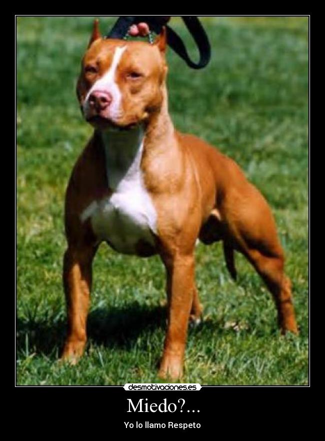 Miedo?... -