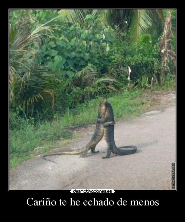 Cariño te he echado de menos - 