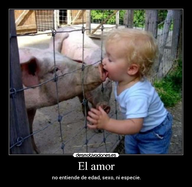 El amor - 