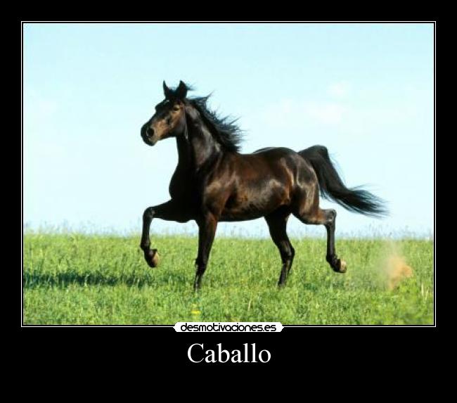 Caballo - 